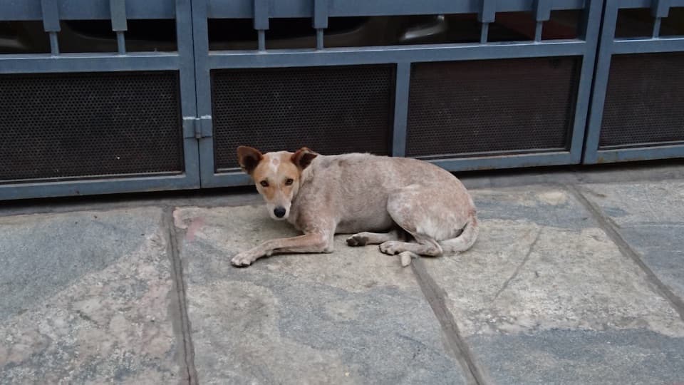 犬と走る。ダルメシアンとボーダーコリーが「長距離専門」だって知ってた?|ともらん