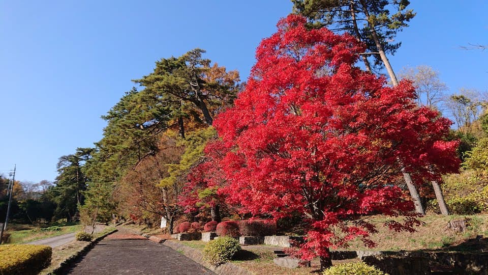 笠取峠の松並木
