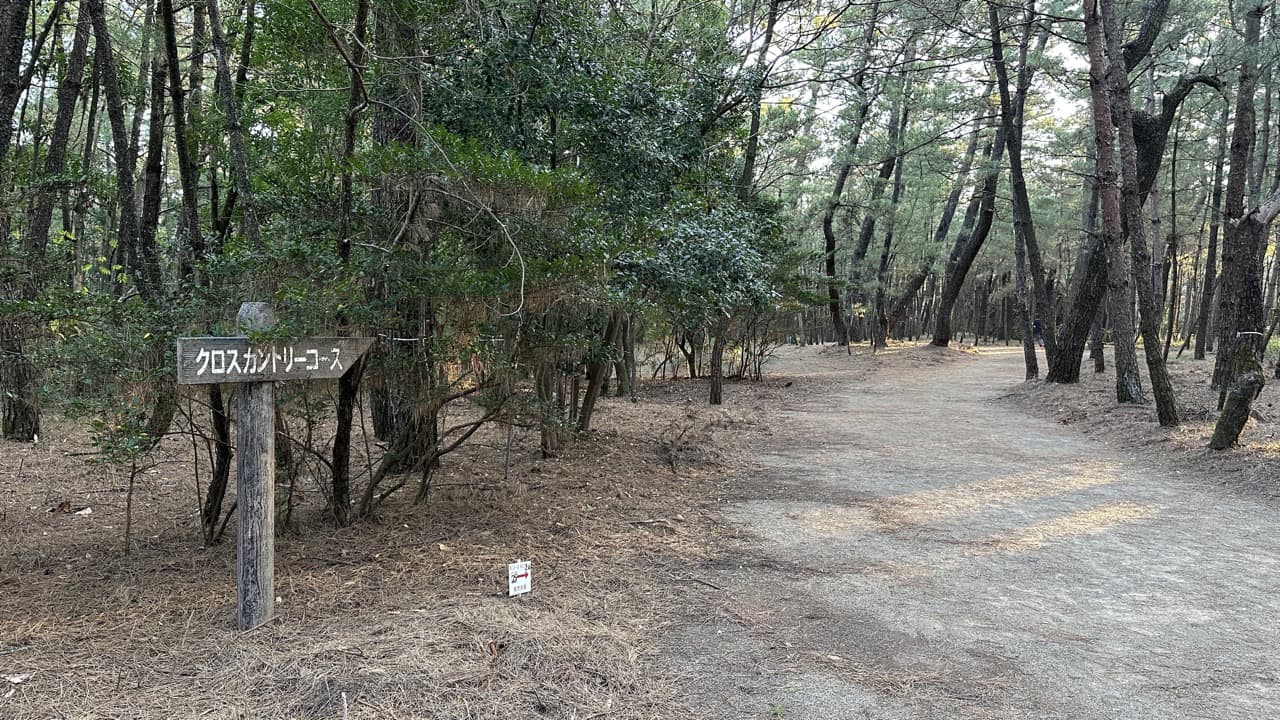 不整地で脚に優しくバランス感覚が鍛えられる松林のクロカンコース