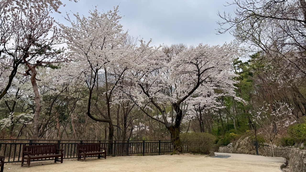 【ソウルでランニング】トレイルと花見が楽しめる三清公園