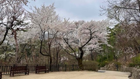 【ソウルでランニング】トレイルと花見が楽しめる三清公園