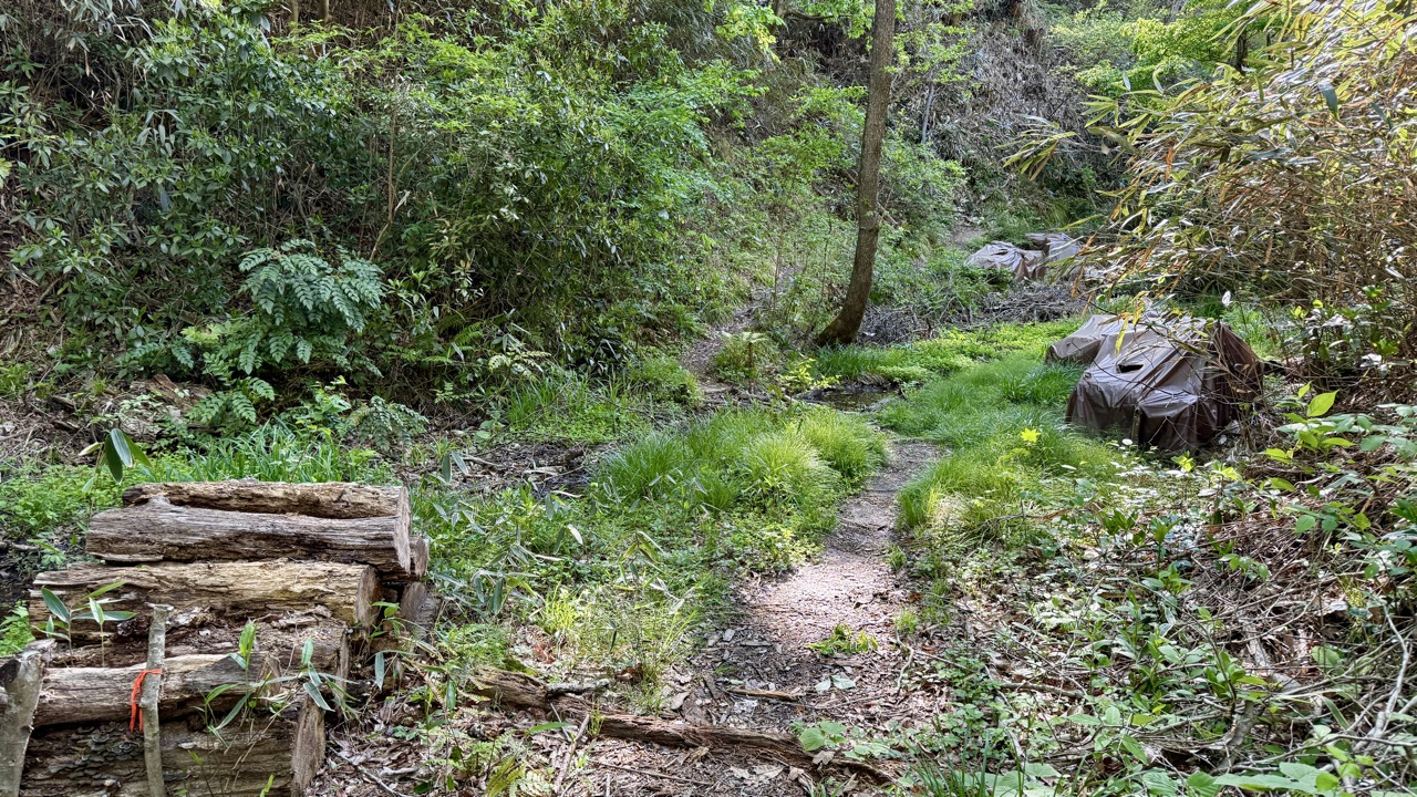 起伏に富み足場が不安定で道幅も狭くぬかるみもあるまるで山道のトレイルのような三共堤探勝路